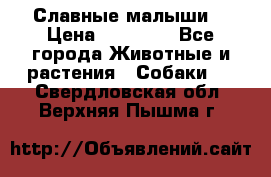Славные малыши! › Цена ­ 10 000 - Все города Животные и растения » Собаки   . Свердловская обл.,Верхняя Пышма г.